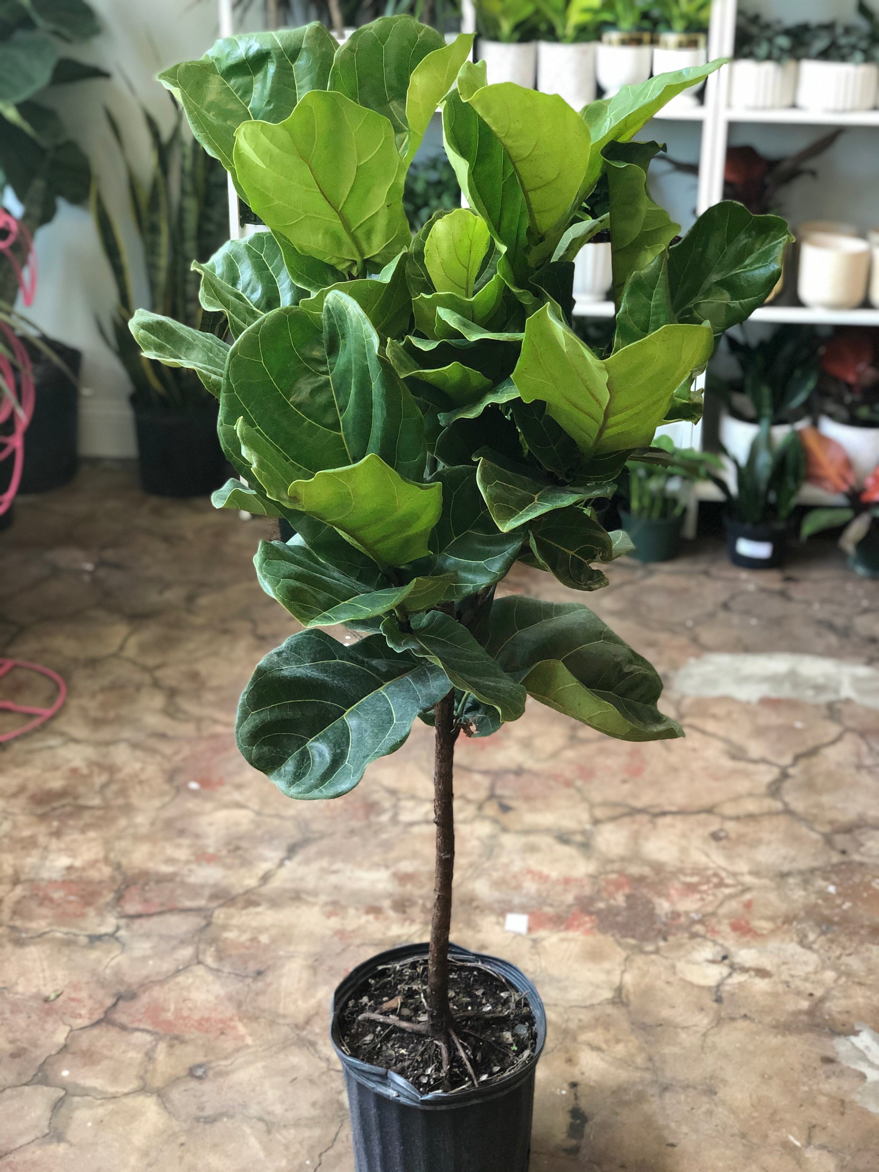 craigslist fiddle leaf fig Ficus Lyrata ST 10"-17" – Botanica