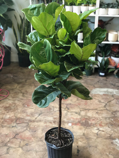 10 fiddle leaf fig Ficus Lyrata ST 10"-17" – Botanica