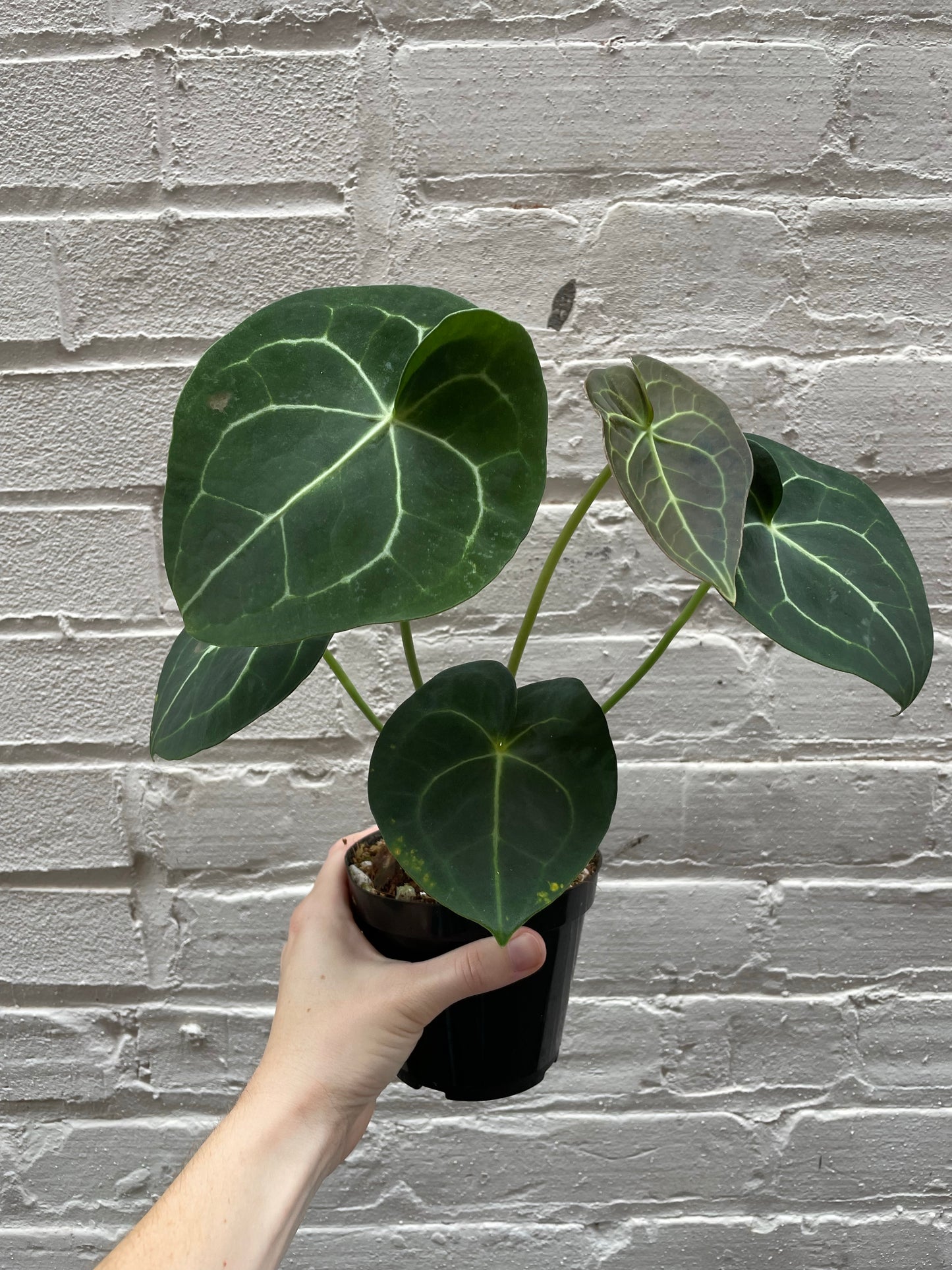 Anthurium clarinervium 5"