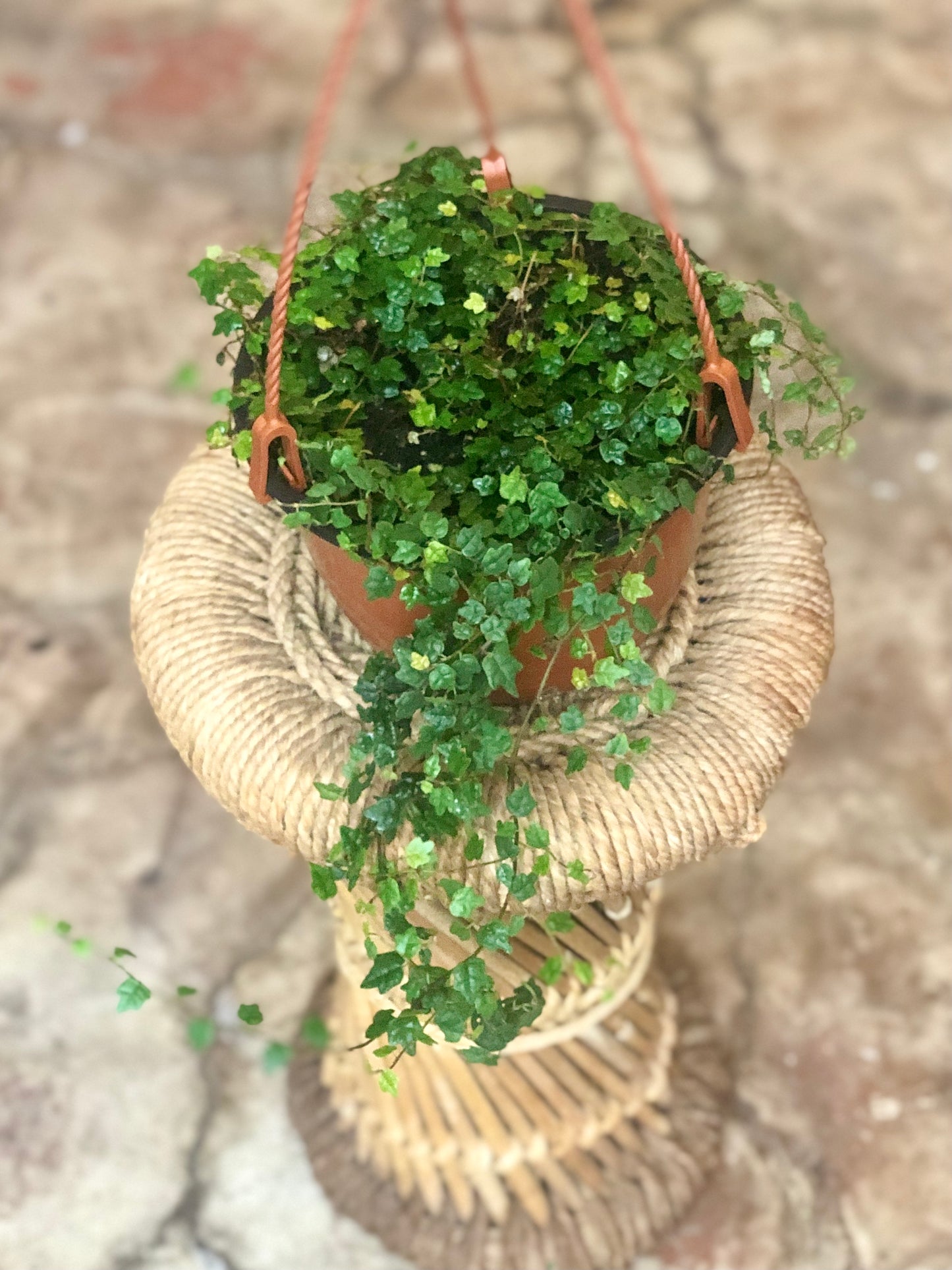 String of Frogs (Ficus pumila ‘Quercifolia’) 2-6"