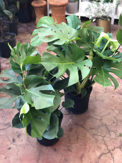 Monstera Deliciosa 8"-14"