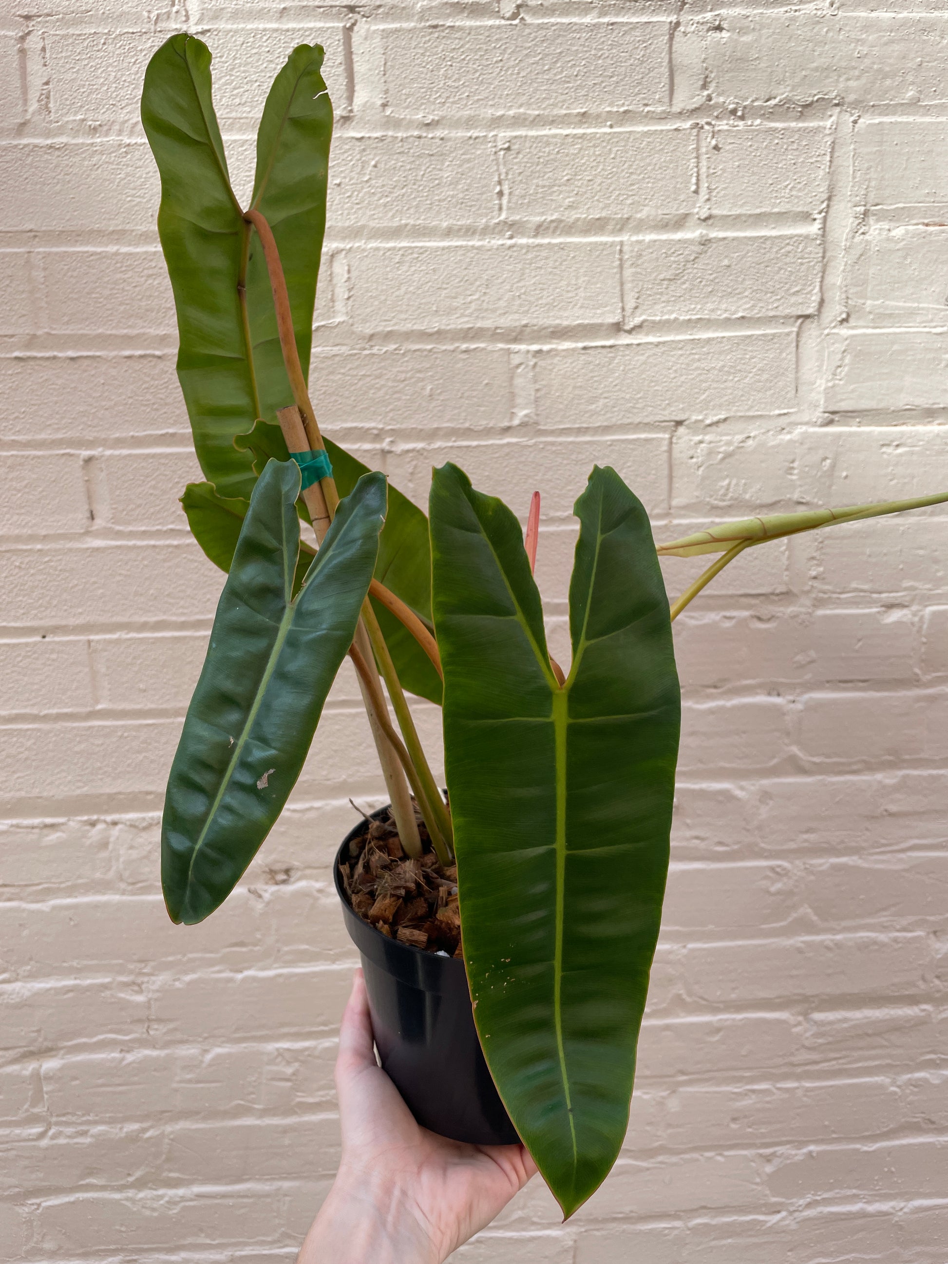 philodendron billietiae palcea variete Philodendron Billietiae
