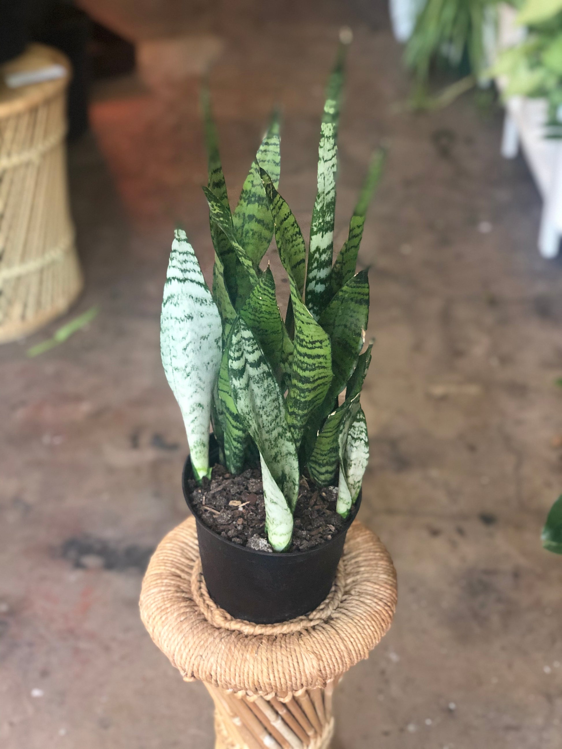 sansevieria zeylanica vs sansevieria trifasciata Sansevieria trifasciata 'Zeylanica' 6" – Botanica