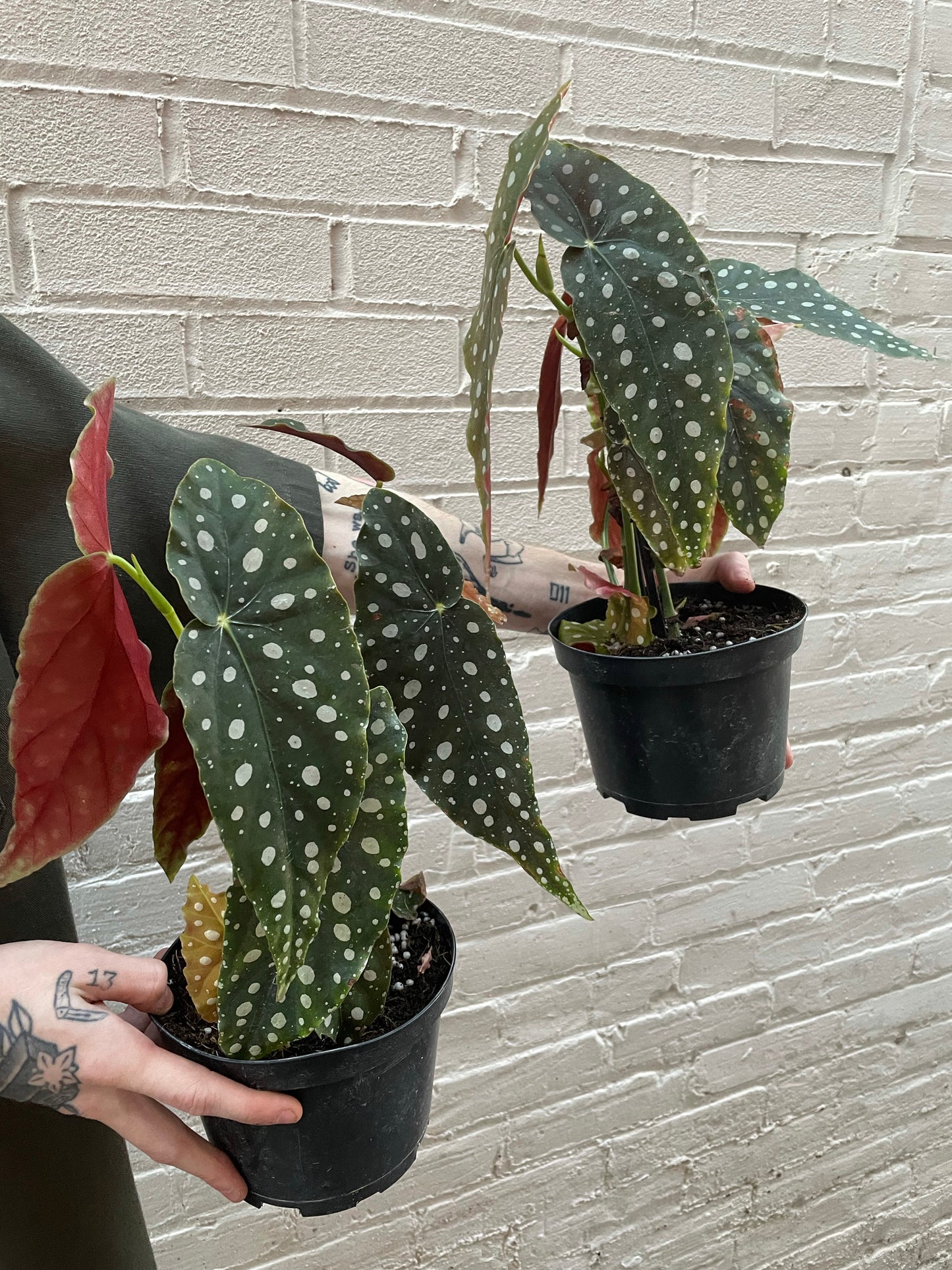 Begonia maculata 'Wightii' 6"