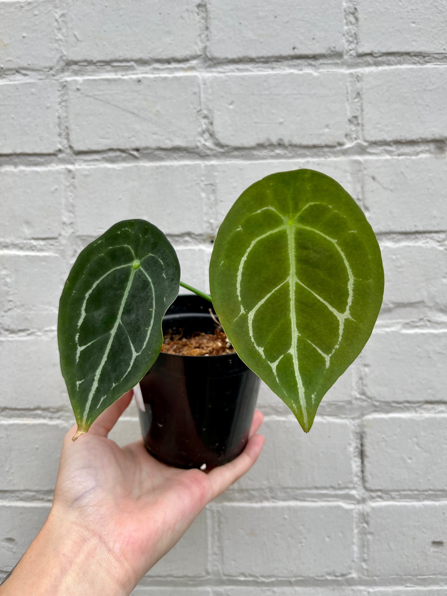 Anthurium forgetii 5"