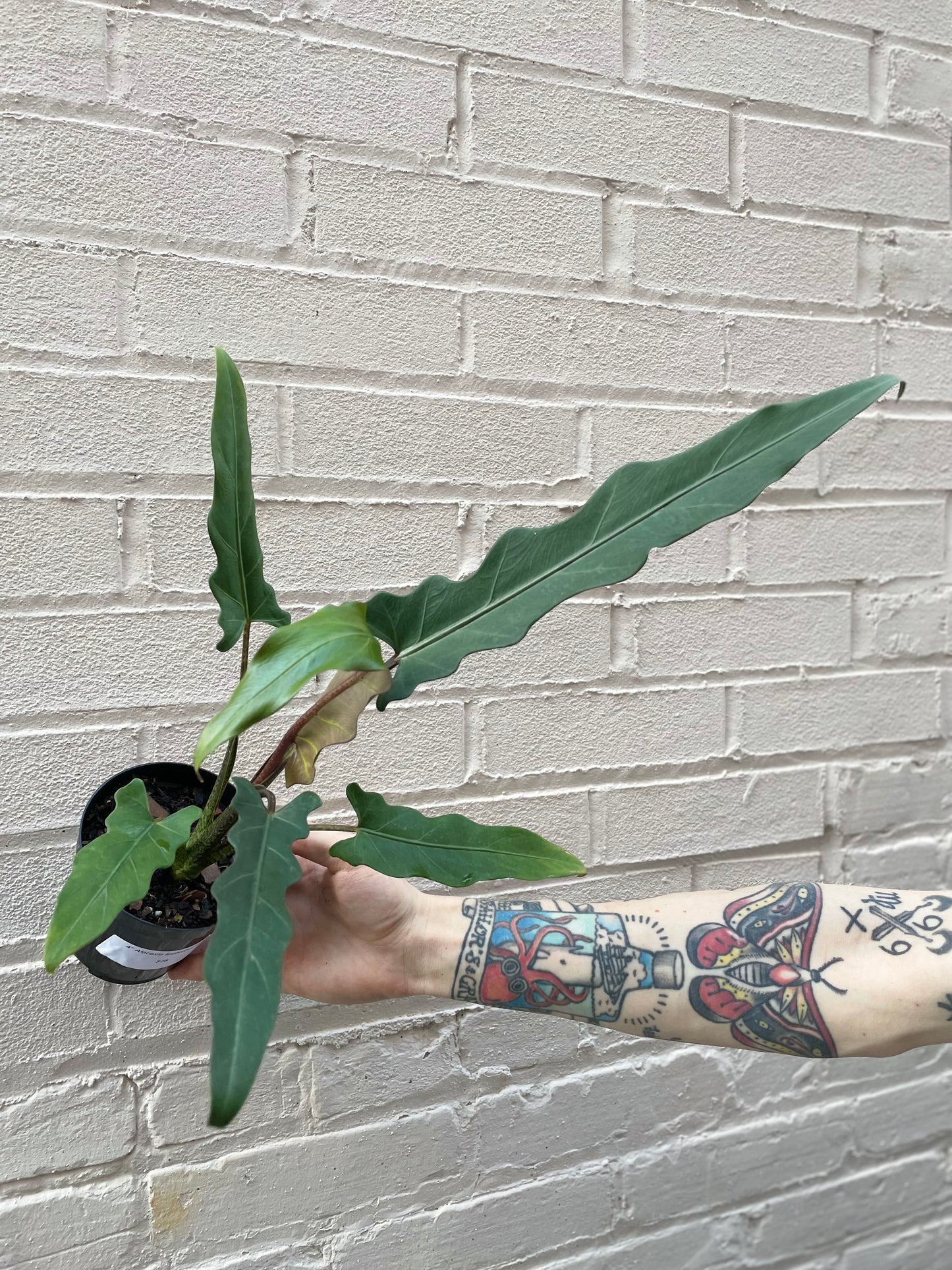 Alocasia lauterbachiana 4-6"