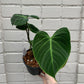 Philodendron 'El Choco Red'