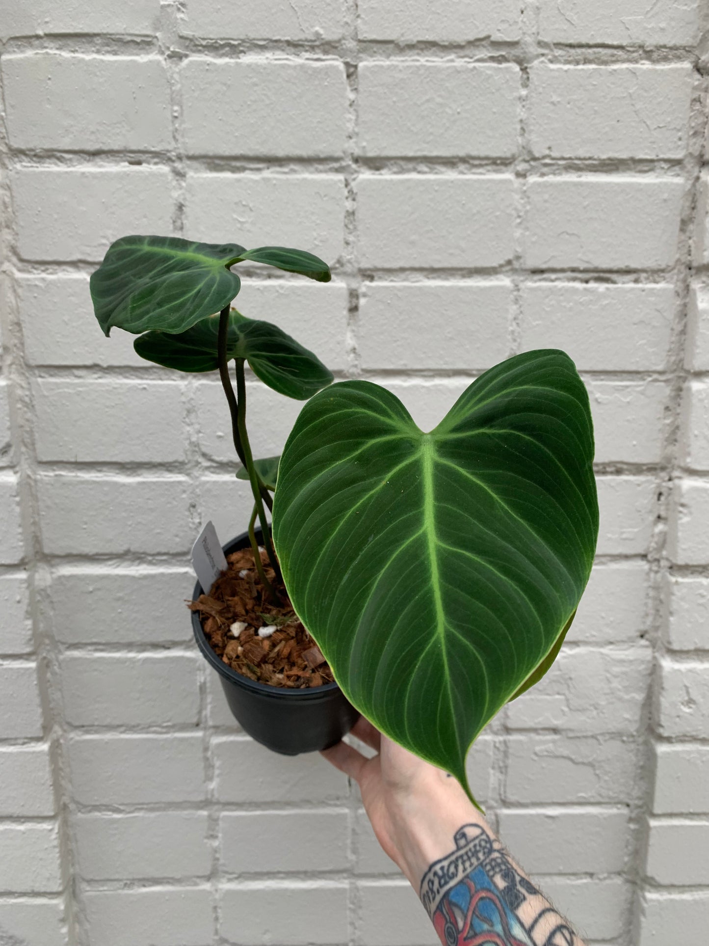 Philodendron 'El Choco Red'