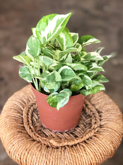 Pearls & Jade Pothos 3”-6”