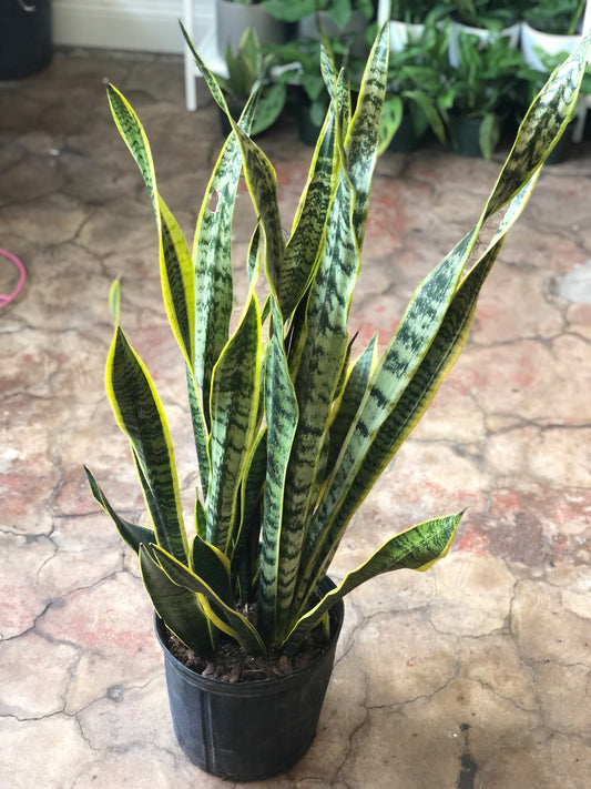 Sansevieria trifasciata 'Laurentii' 10-14"