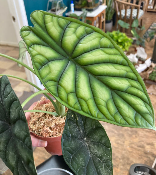 4" Alocasia Green Dragon