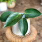Ramos Banded Chevron Pot 4"