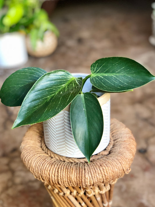 Ramos Banded Chevron Pot 4"