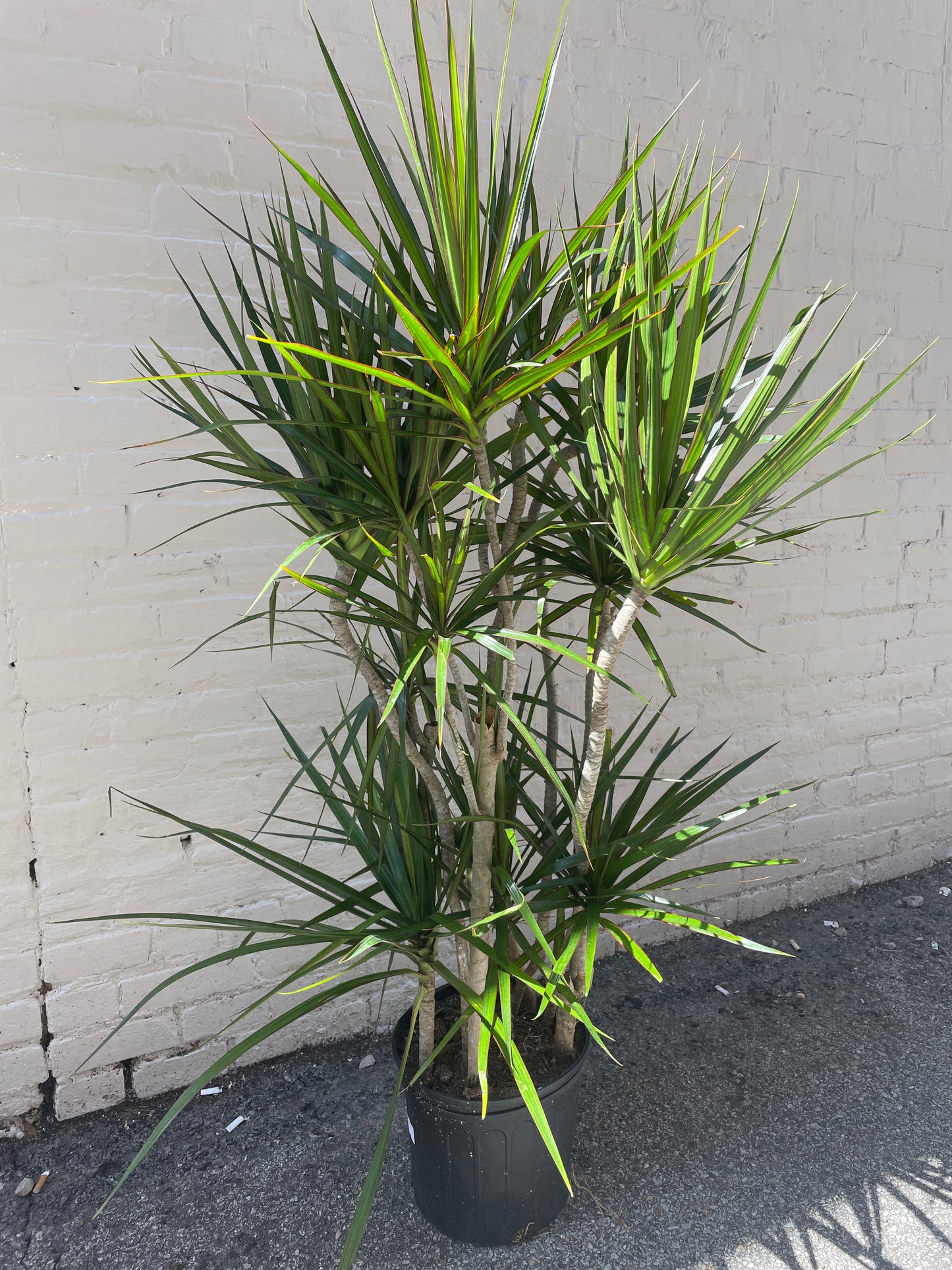 Dracaena marginata (Dragon Tree) 10"-14"