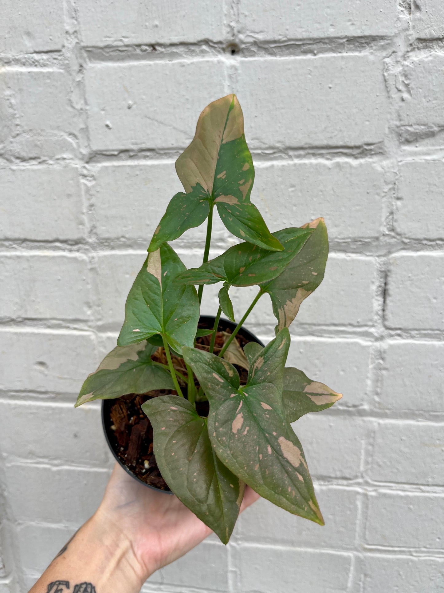 Syngonium podophyllum 'Pink Splash' 4"