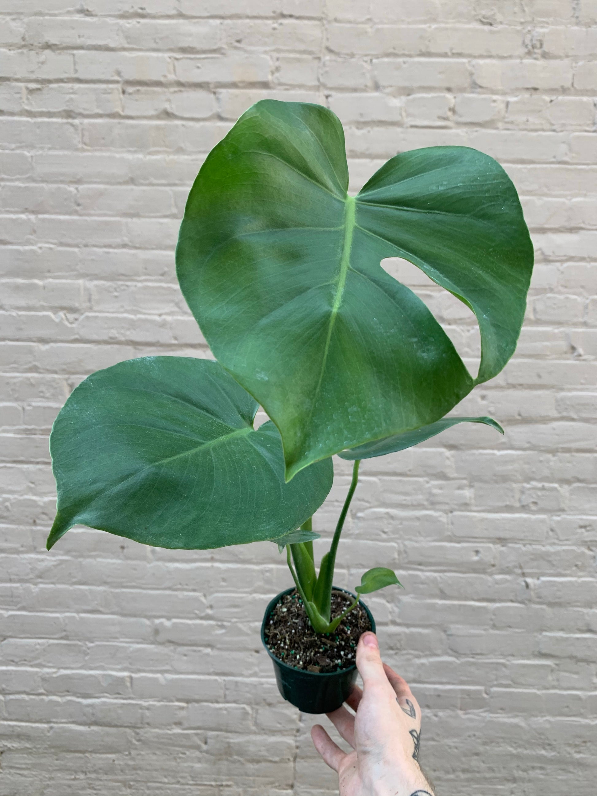 monstera deliciosa hemiepiphytes Monstera deliciosa 4-6"