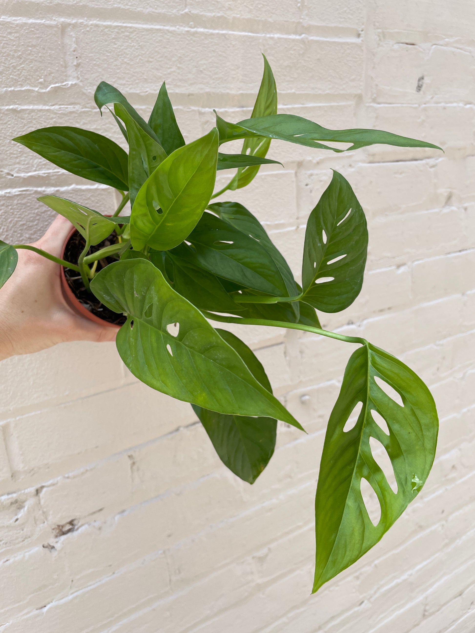 narrow leaf monstera adansonii Monstera adansonii 4"-6" – Botanica