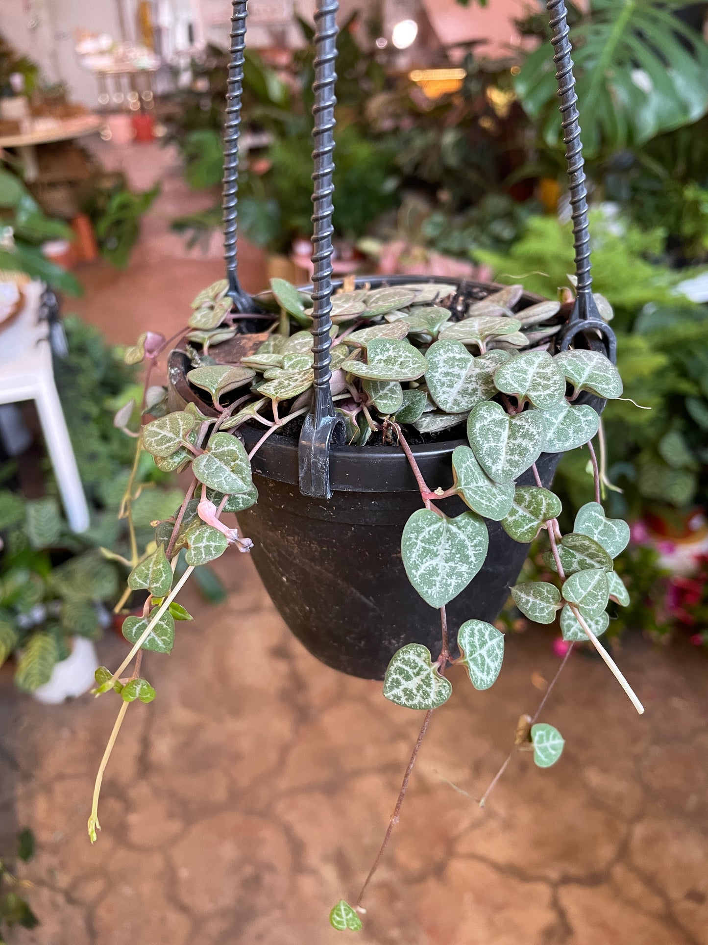 Ceropegia linearis subsp. woodii (String of Hearts) 4" hanging basket