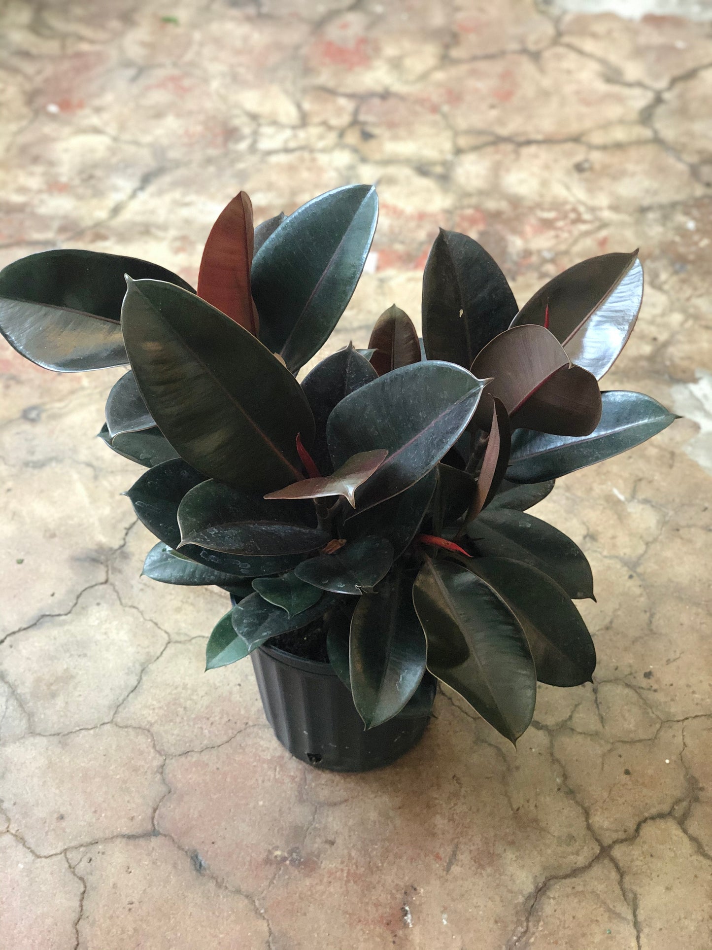 Ficus Elastica Burgundy 8-10"