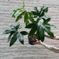 Thaumatophyllum spruceanum (Philodendron goeldii) 8"