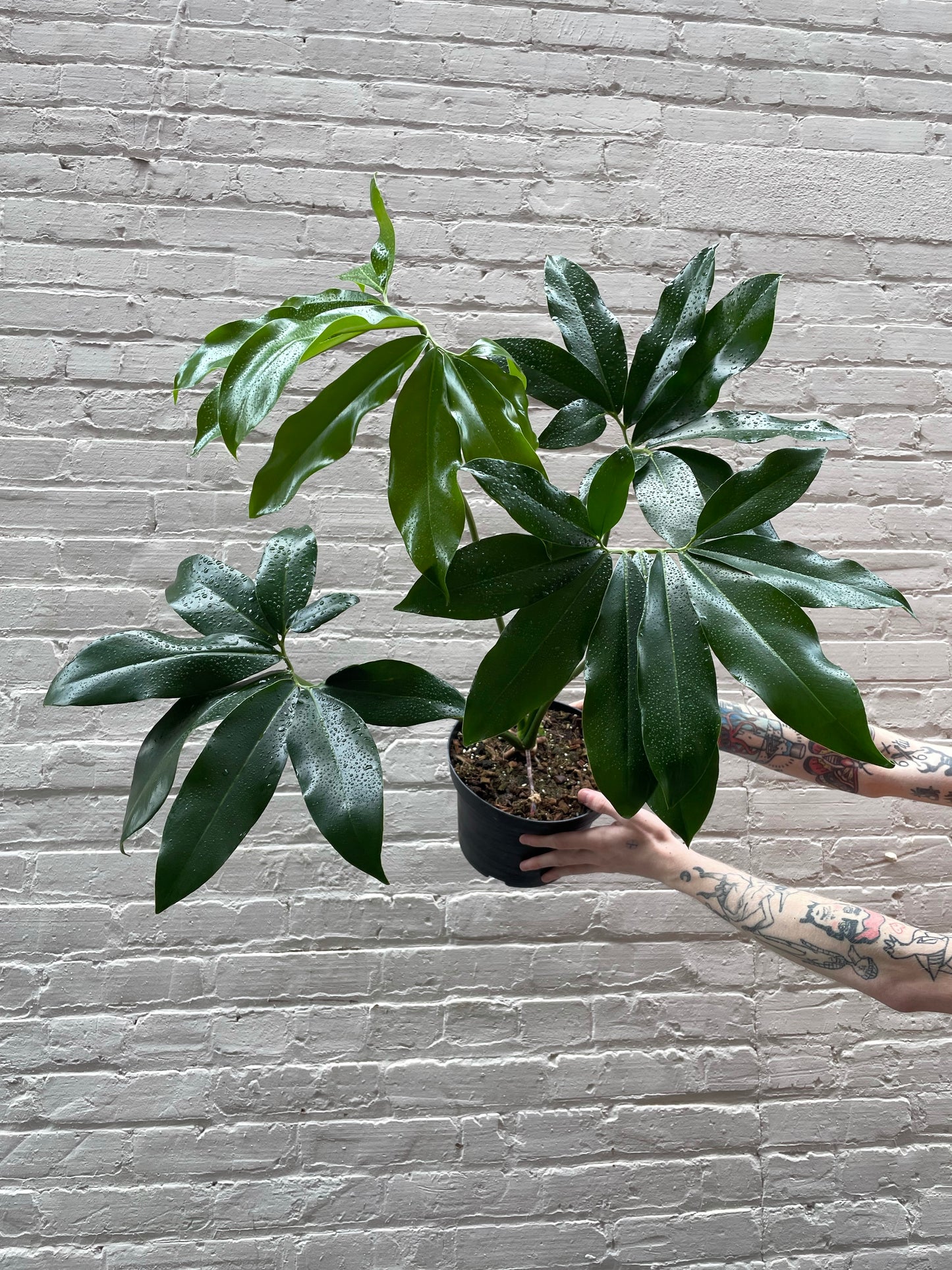 Thaumatophyllum spruceanum (Philodendron goeldii) 8"