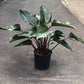 Philodendron Rojo Congo 10-14"