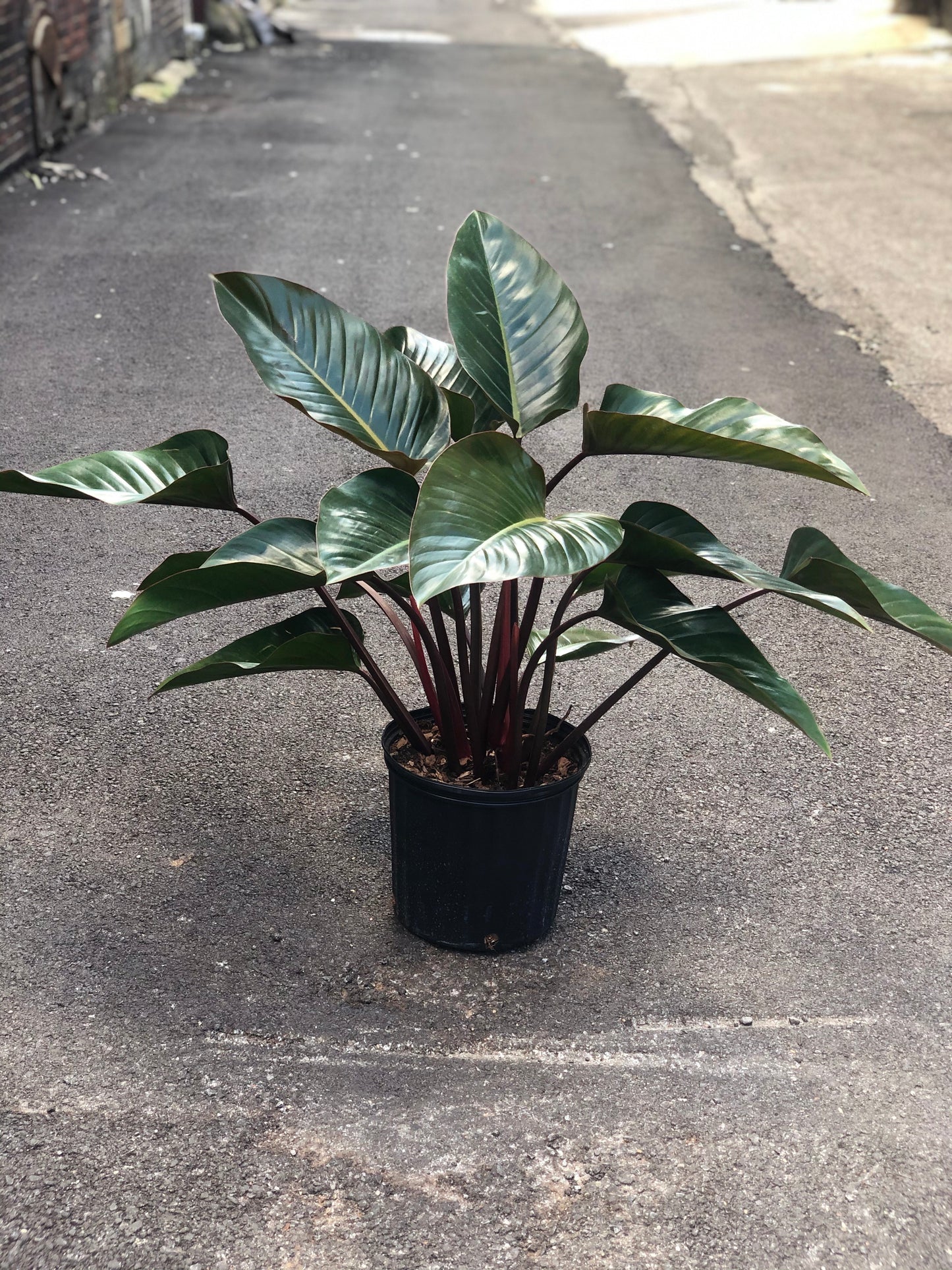 Philodendron Rojo Congo 10-14"