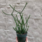 Euphorbia tirucalli (Pencil Cactus) 4.5-6"