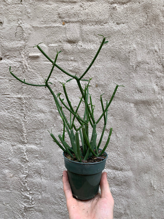 Euphorbia tirucalli (Pencil Cactus) 4.5-6"