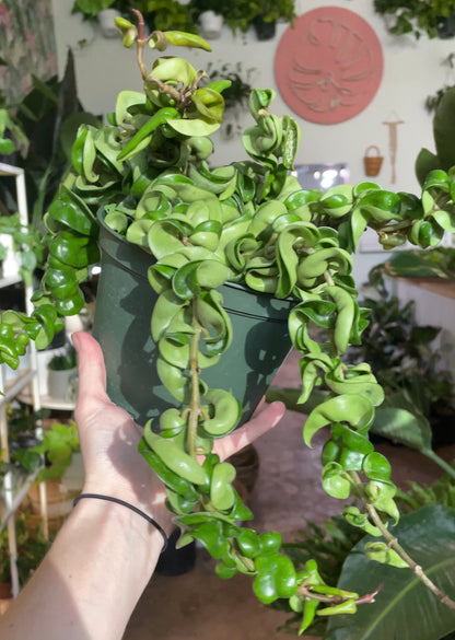 Hoya carnosa ‘Compacta’ 2-6"