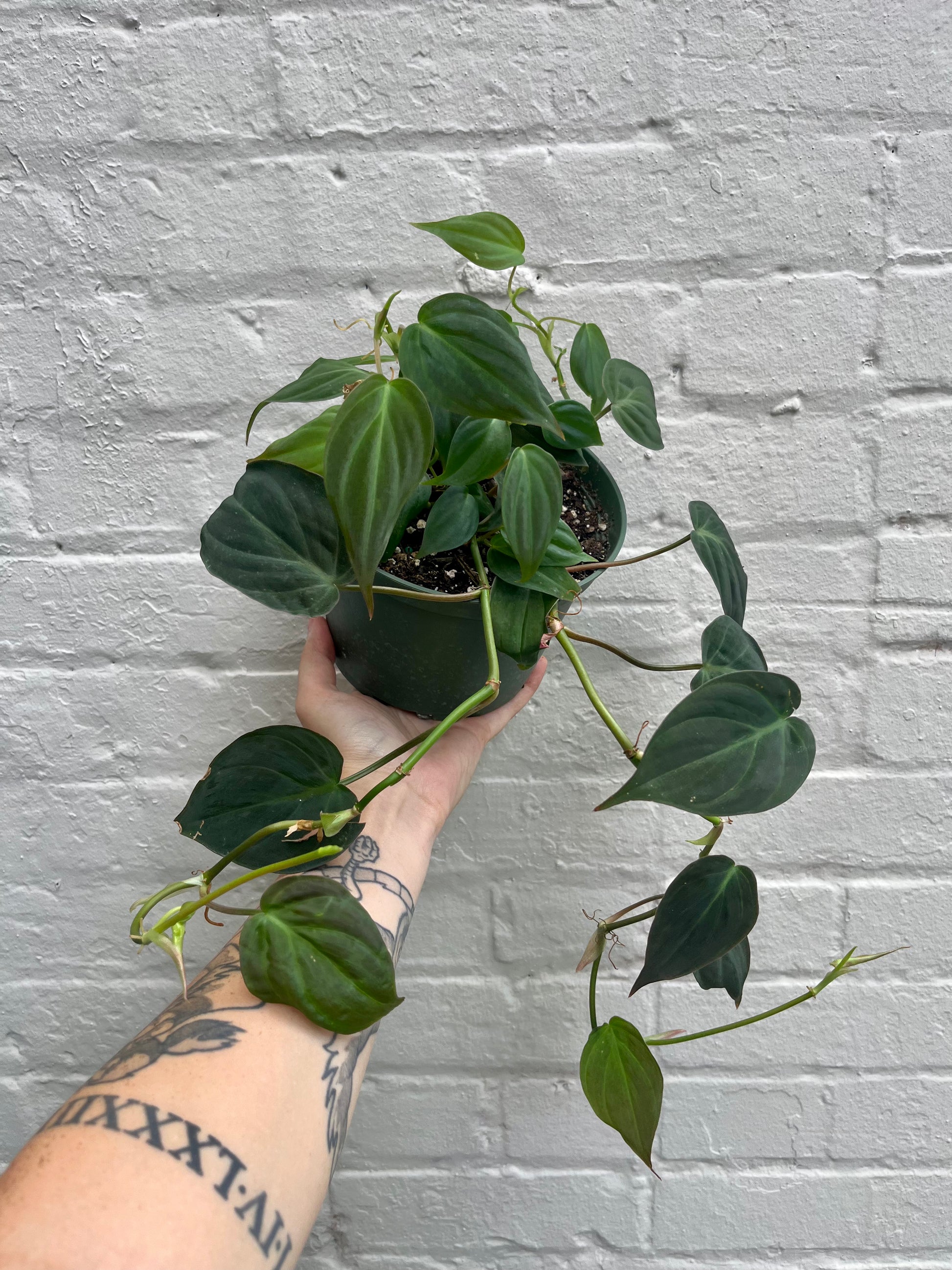 philodendron micans velvet leaf Philodendron 'Micans' 2-6” – Botanica