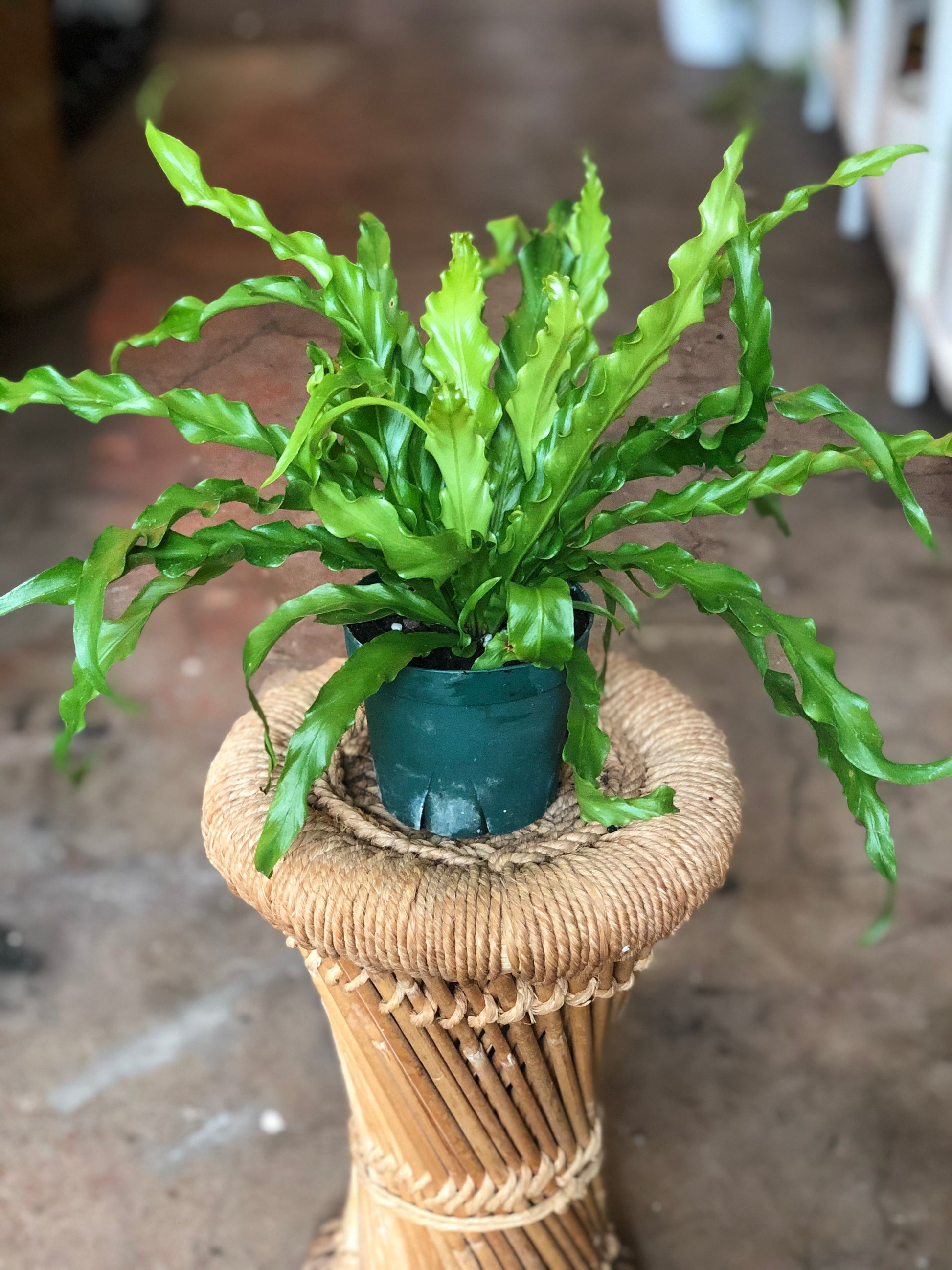 birds nest fern near me Birds Nest Fern 4" & 6" – Botanica
