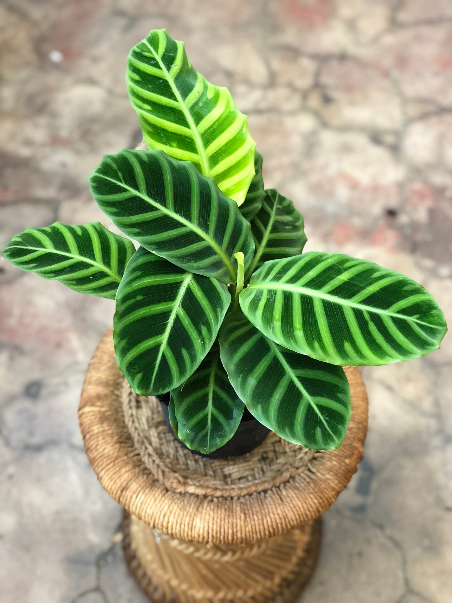 Calathea Zebrina 4" & 6”