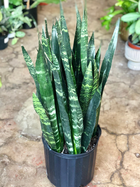 Sansevieria Black Coral 8-10"