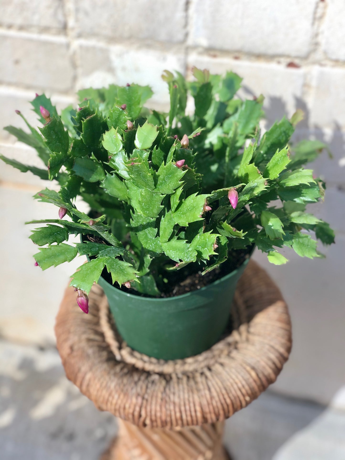 Holiday Cactus (Schlumbergera sp.) 4”