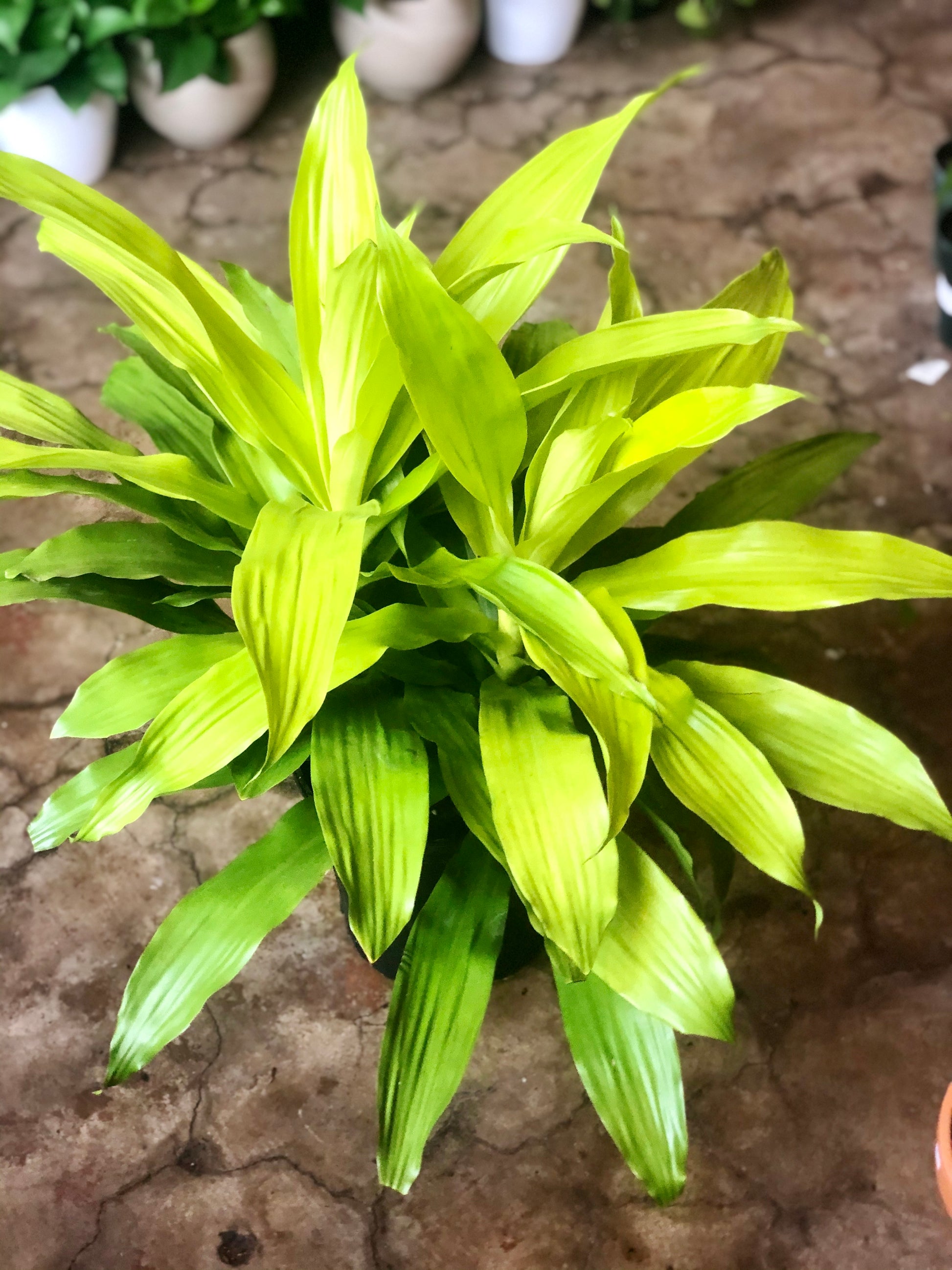 dracaena limelight cats Dracaena Limelight Bush 10" – Botanica