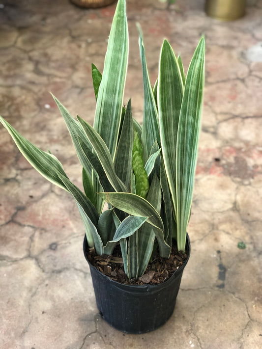 Sansevieria zebra 'Sayuri' 8-10”