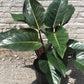 Philodendron Rojo Congo 10-14"