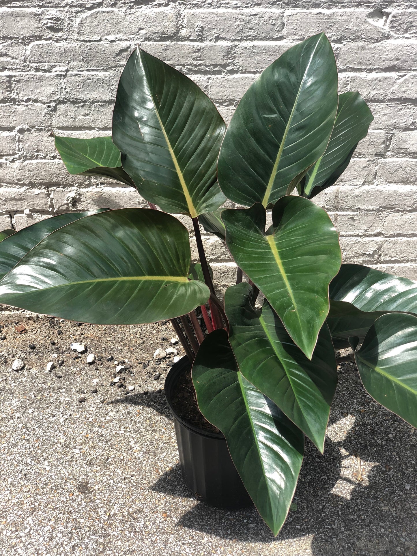 Philodendron Rojo Congo 10-14"