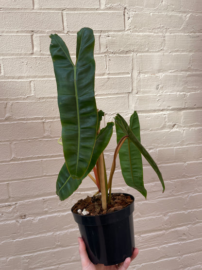 Philodendron Billietiae