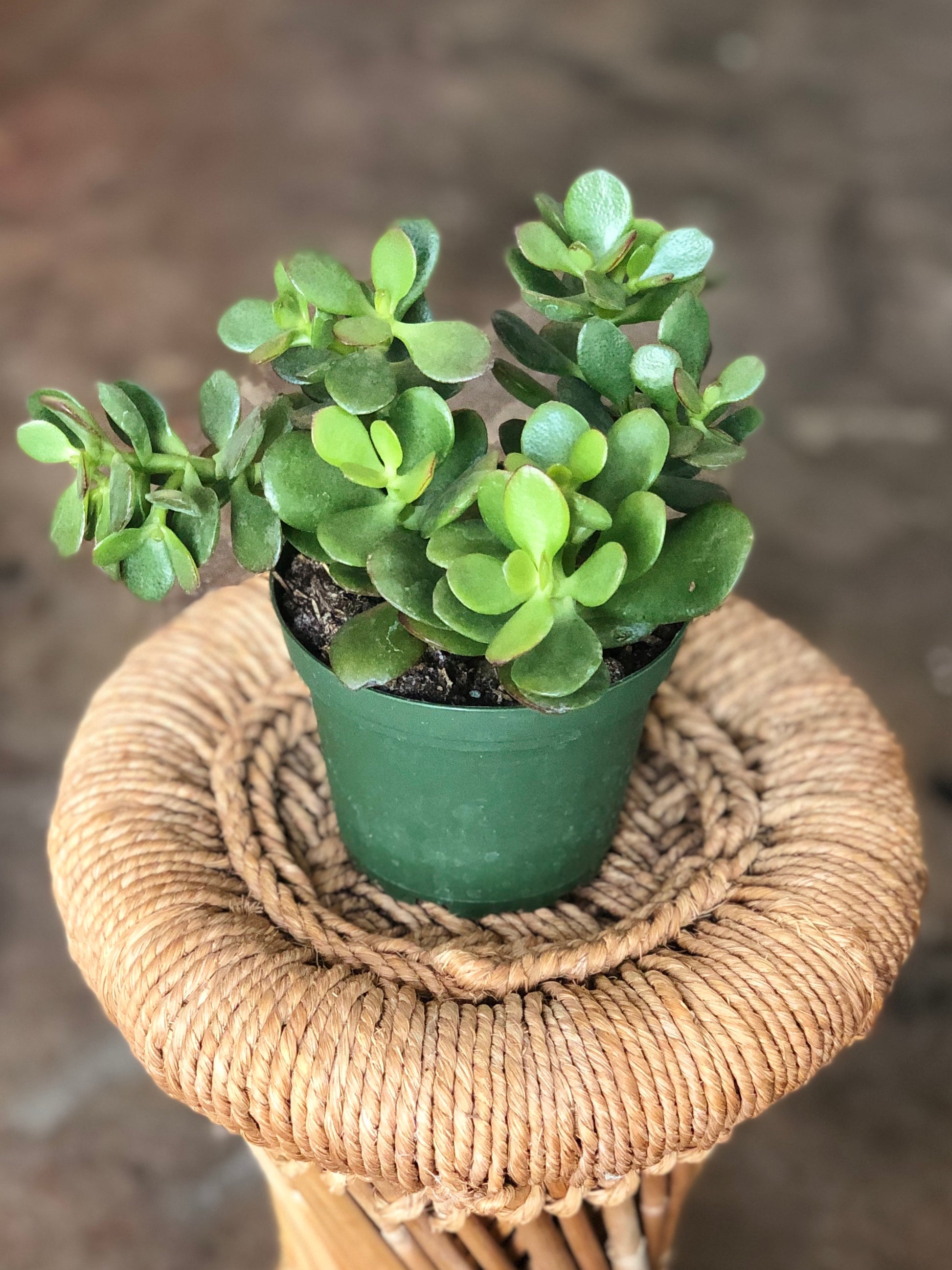 crassula ovata obliqua jade plant Crassula ovata (Jade Succulent) 4" – Botanica