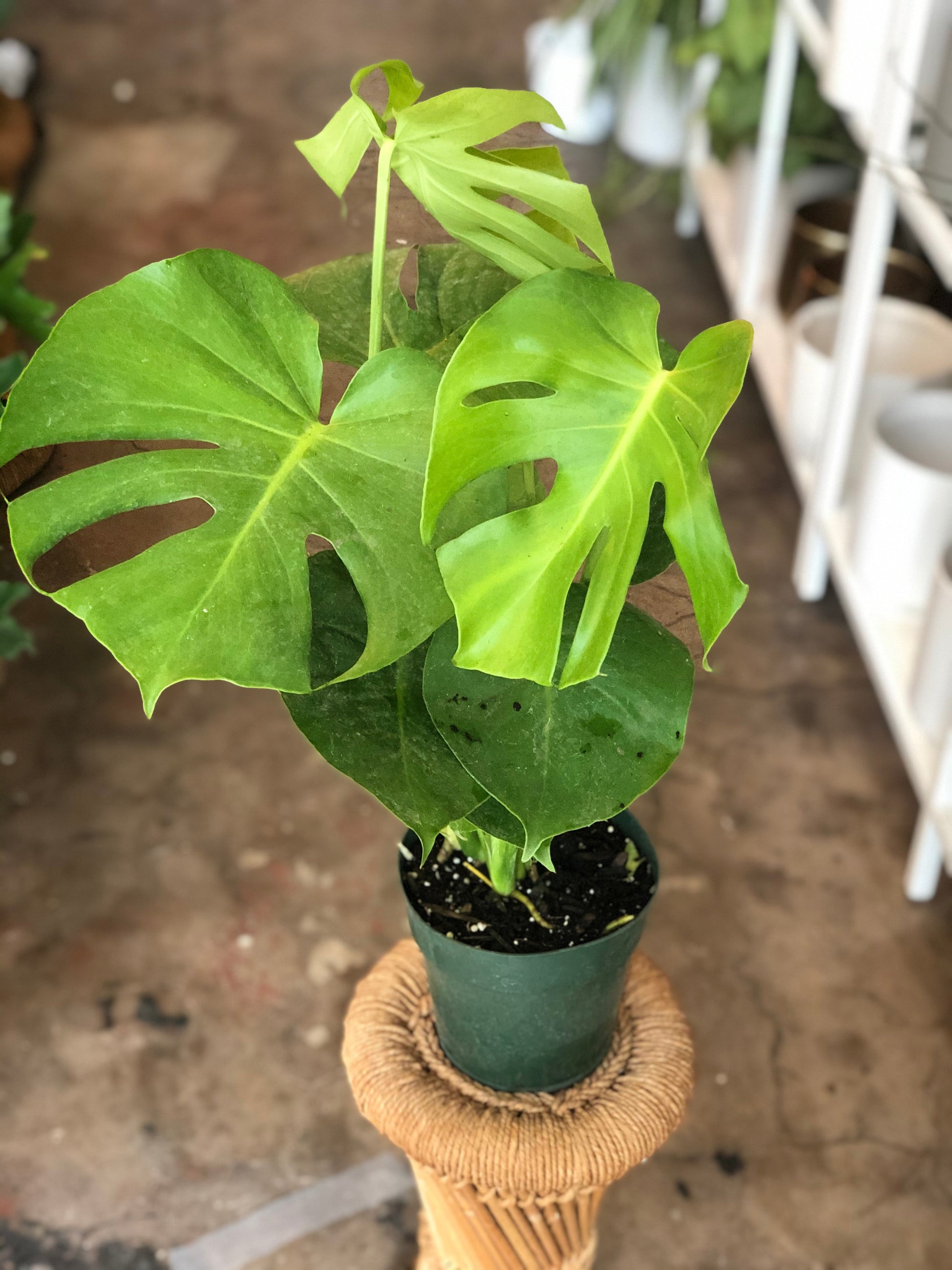 medium monstera deliciosa Monstera deliciosa 4-6" – Botanica
