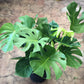 Monstera Deliciosa 8"-14"
