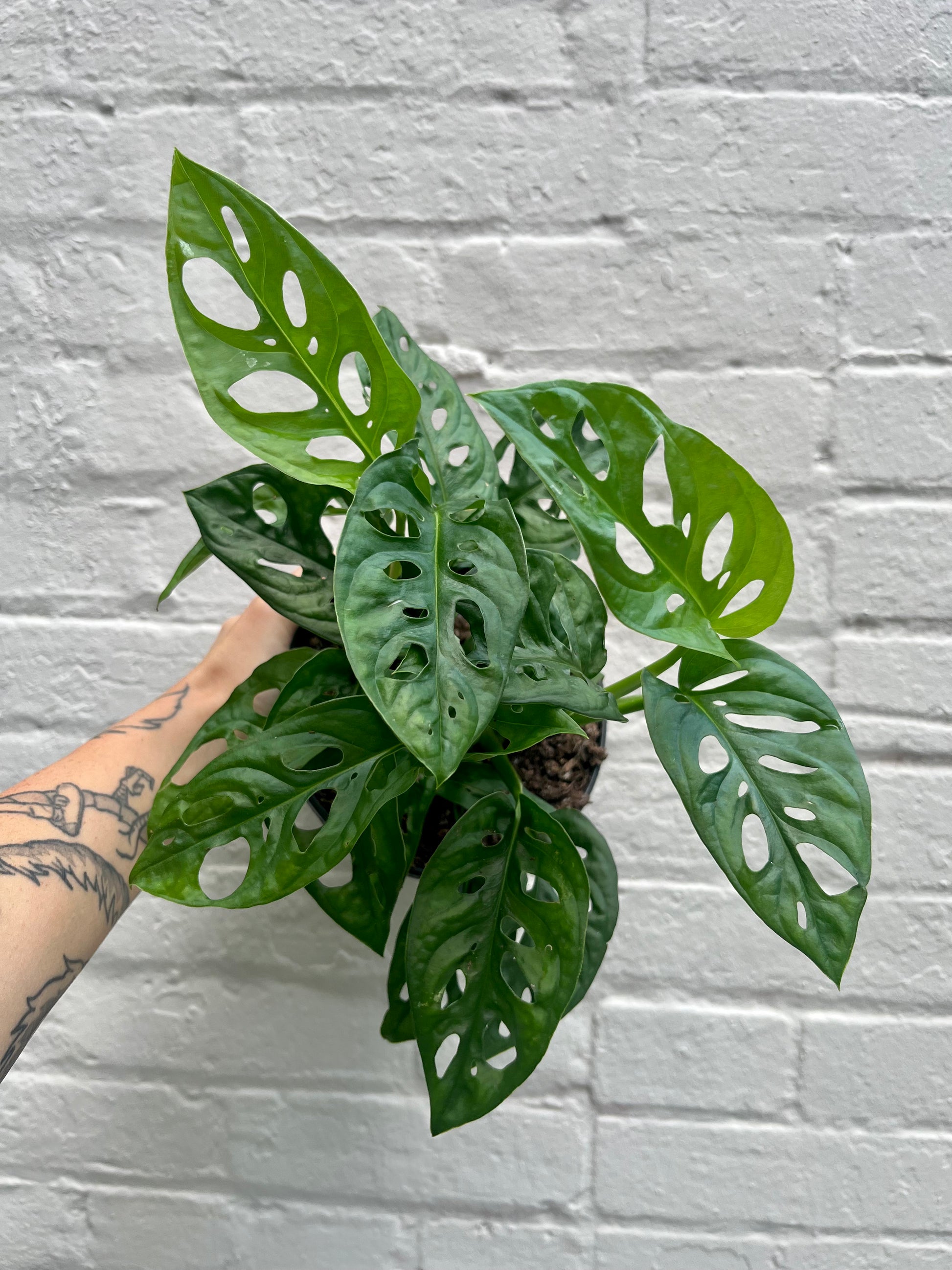 monstera adansonii tattoo Monstera adansonii 4"-6" – Botanica