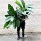 Spathiphyllum Sensation 10"-14"