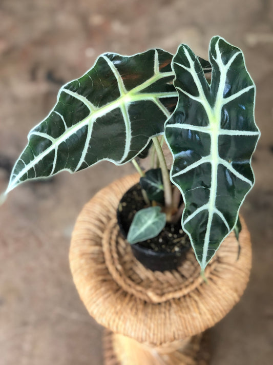 Alocasia Polly 4”-6"
