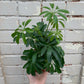 Schefflera Arboricola (Umbrella Plant) 3" & 4"