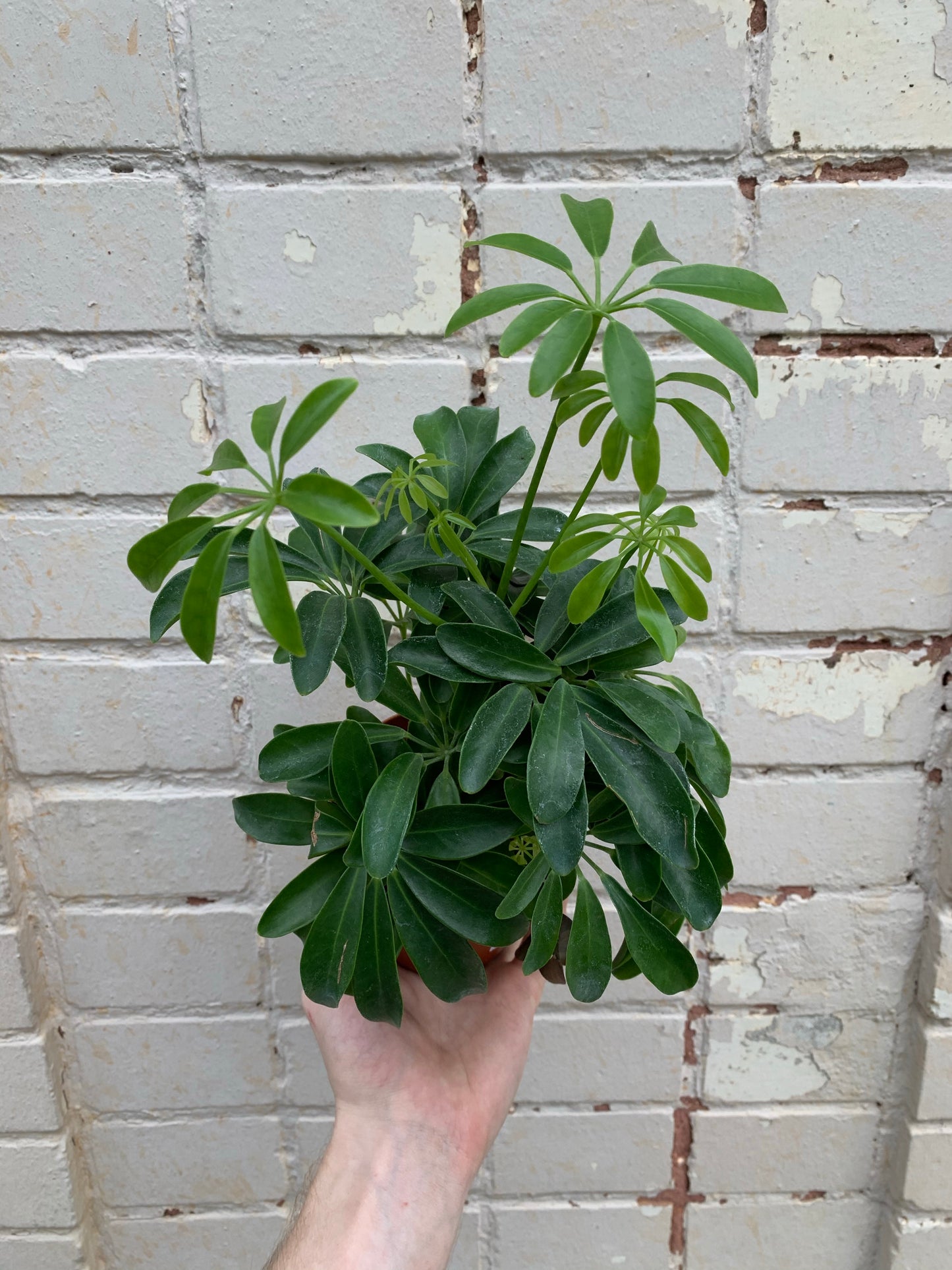 Schefflera Arboricola (Umbrella Plant) 3" & 4"