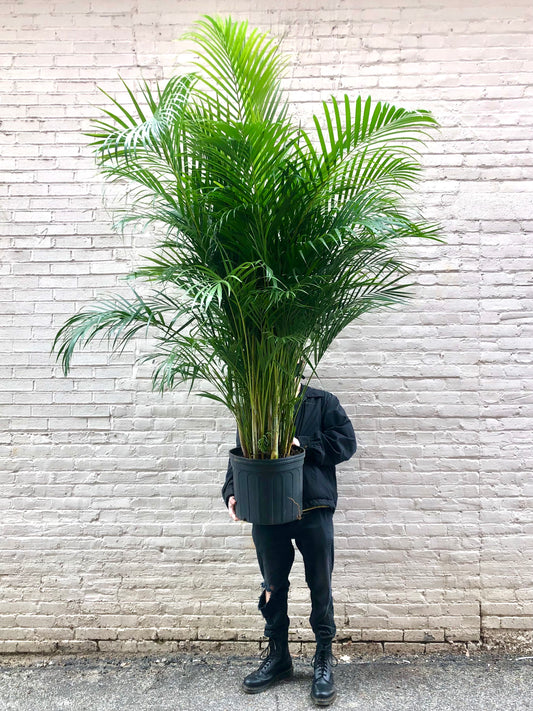 Areca Palm 10" - 17"