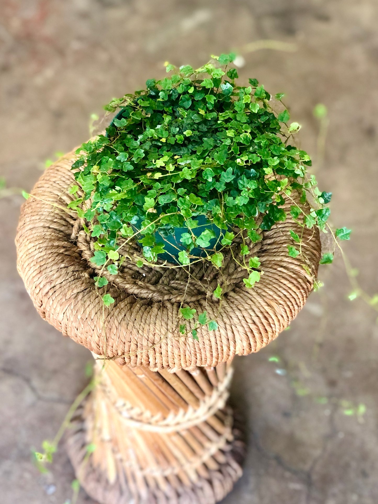 String of Frogs (Ficus pumila ‘Quercifolia’) 2-6"